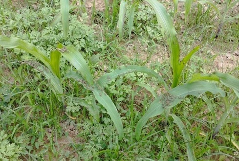 Tập trung chỉ đạo phòng trừ Châu Chấu gây hại cây trồng