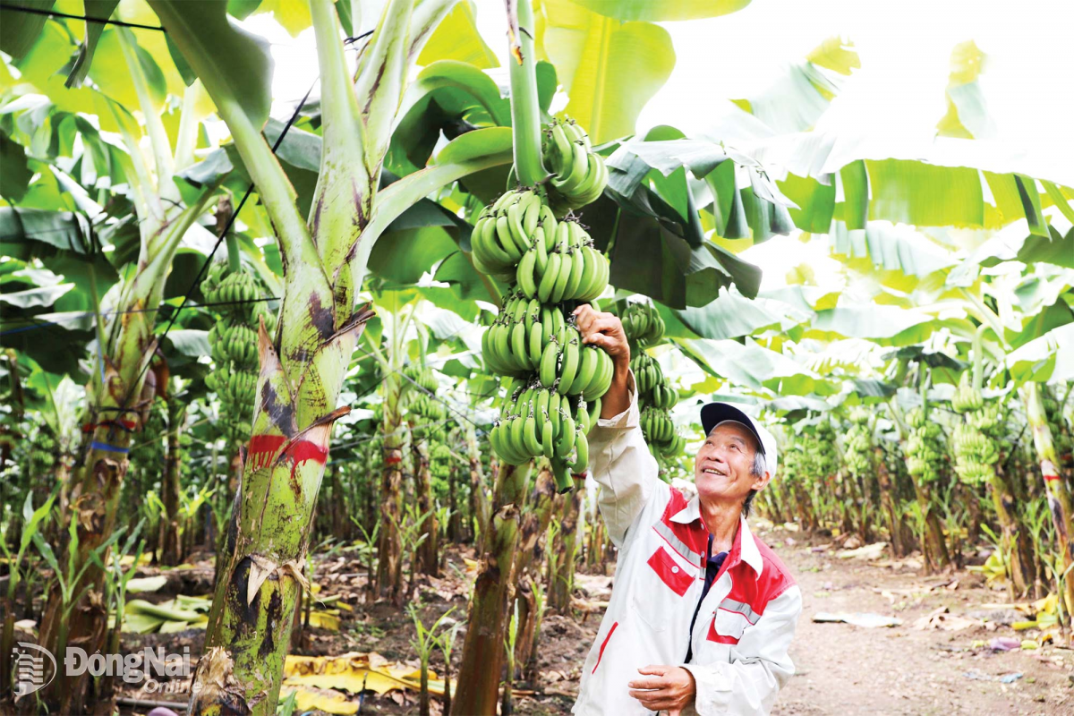 Xây dựng vùng chuyên canh trái cây xuất khẩu