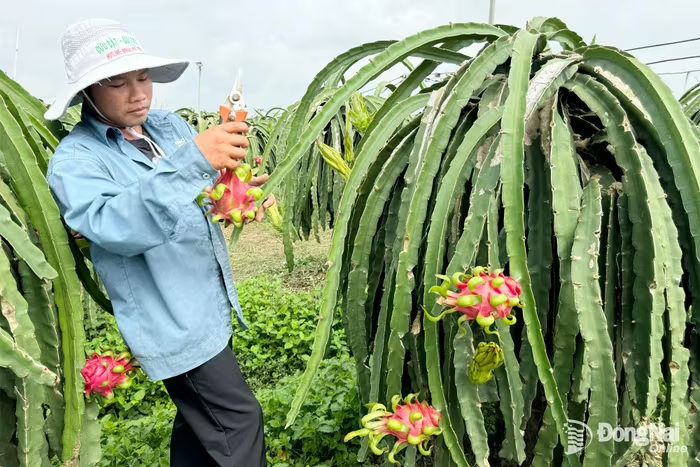 Xây dựng vùng chuyên canh trái cây xuất khẩu