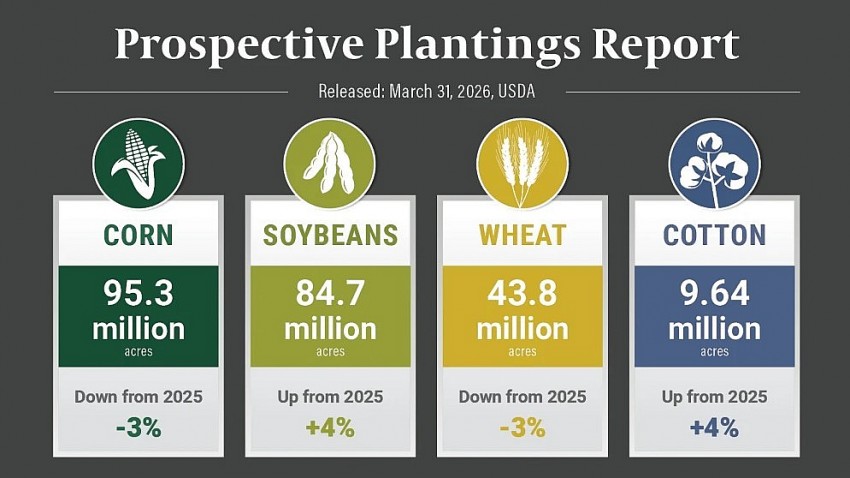 Khảo sát diện tích gieo trồng tại Hoa Kỳ ghi nhận tỷ lệ phản hồi thấp kỷ lục