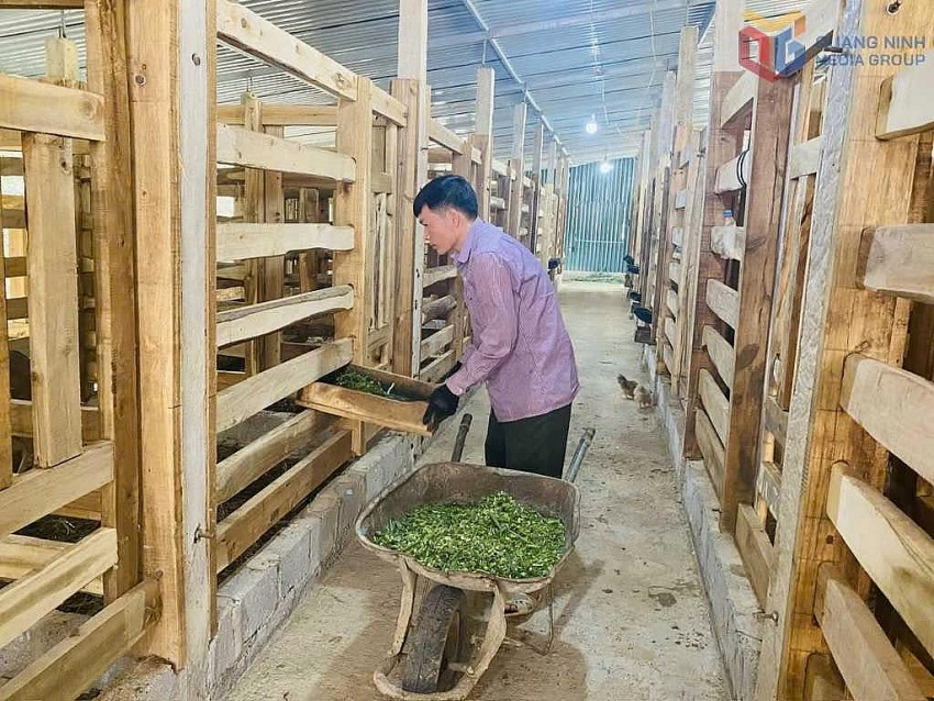 Mô hình nông nghiệp sạch: Sức bật bền vững cho nhiều hợp tác xã tại Quảng Ninh