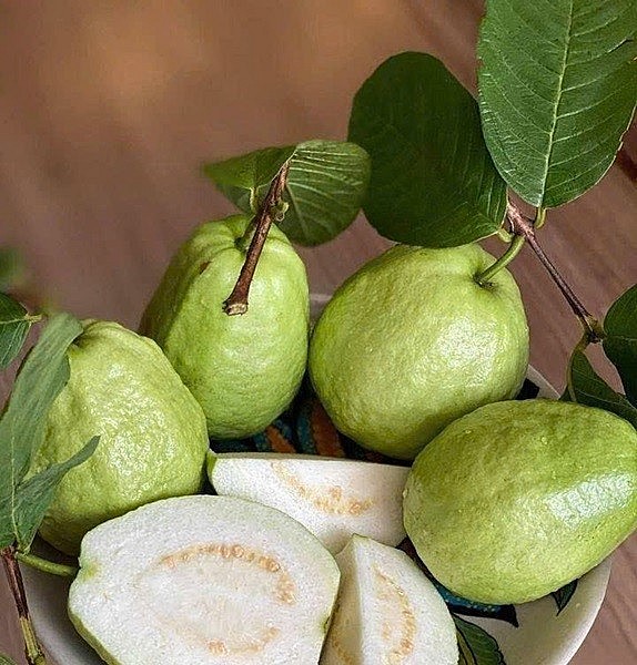 Xây dựng thương hiệu ổi Cẩm Ninh: Khẳng định giá trị từ quy trình VietGAP