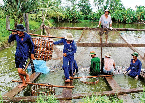 Đồng Tháp tăng cường quản lý nuôi trồng thủy sản trước nguy cơ nắng nóng, hạn mặn và mưa bão năm 2026