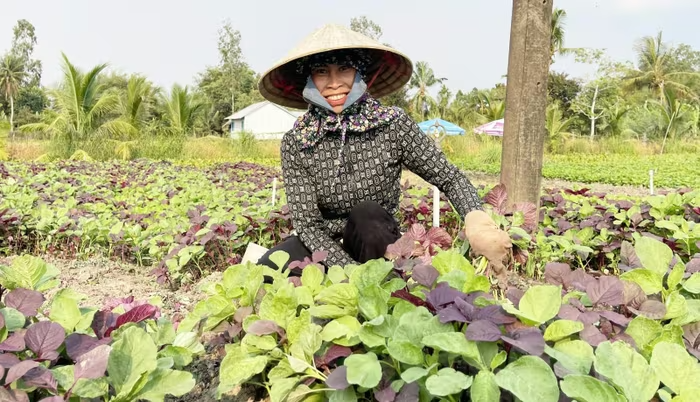 Trồng rau hiệu quả ở Thạnh Lộc