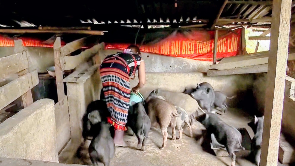 Xã Thạnh Mỹ (TP Đà Nẵng) vững vàng vượt khó, bứt phá phát triển kinh tế - xã hội