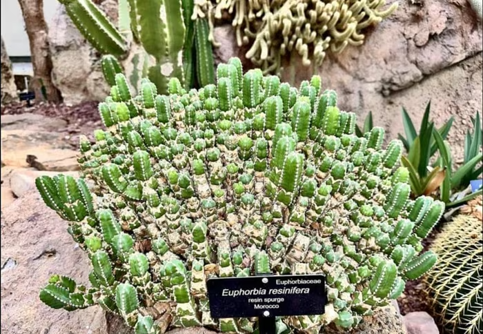 Loài cây cay nhất thế giới mạnh gấp 1.000 lần ớt, chạm vào cũng có thể gây bỏng