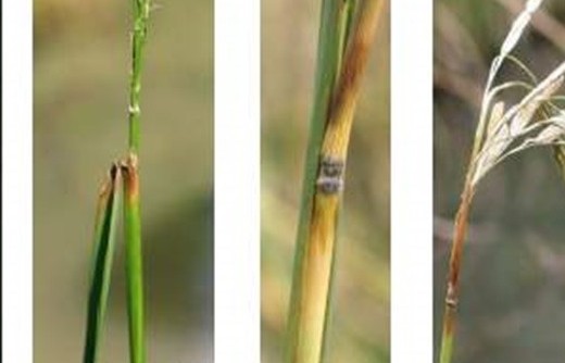 Kiến thức về phòng trừ bệnh đạo ôn hại lúa