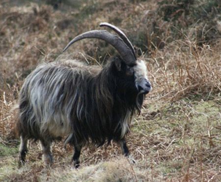 Giống dê bản địa Ireland duy trì nguồn gene quý suốt 3.000 năm