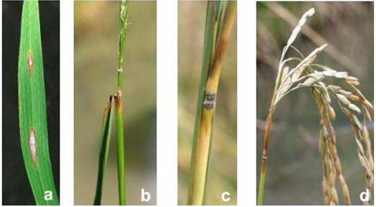 Kiến thức về phòng trừ bệnh đạo ôn hại lúa