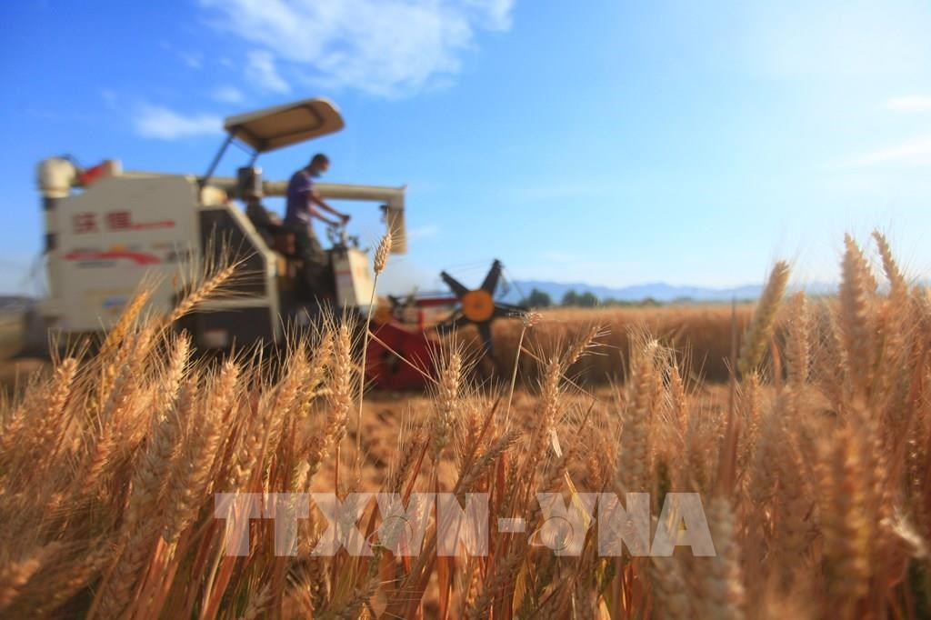 Nhật Bản thay đổi chính sách lúa gạo theo hướng sản xuất dựa trên nhu cầu