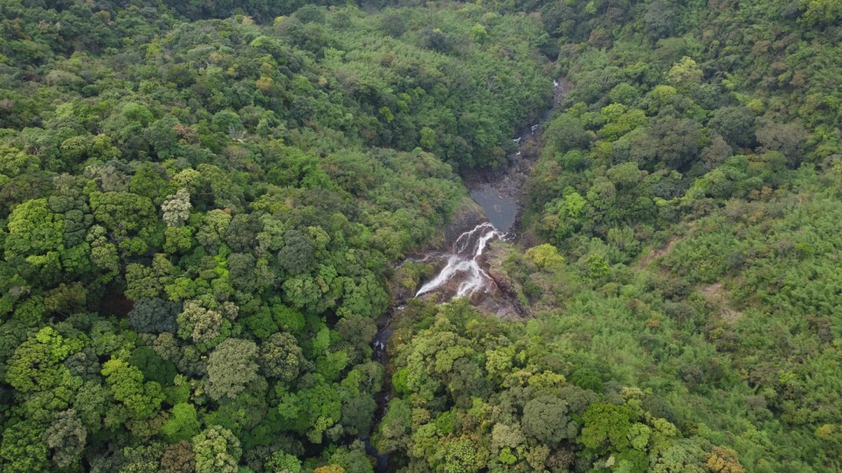 Quảng Trị: Hơn 91 nghìn ha đất rừng được giao cho các doanh nghiệp quản lý năm 2026