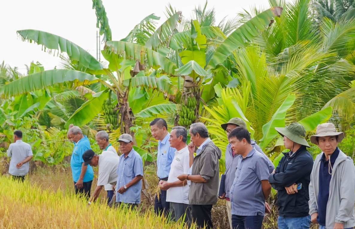 HTX Tấn Đạt tổng kết mô hình canh tác lúa giảm chi phí, hướng tới phát thải thấp
