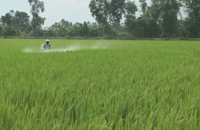 Vĩnh Long: Đẩy mạnh phát triển vùng chuyên canh lúa chất lượng cao, phát thải thấp