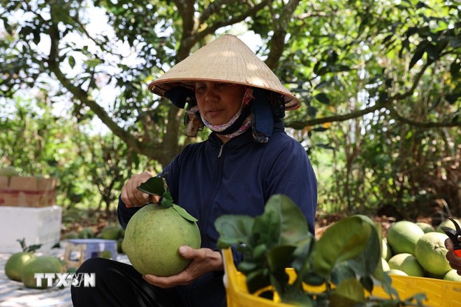 Bưởi da xanh Sông Xoài hướng đến mục tiêu xuất khẩu 5.000 tấn