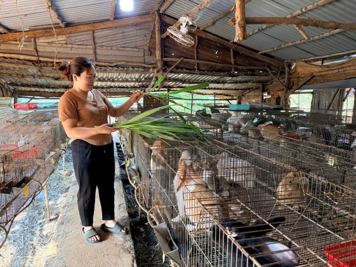 Người dân tộc mường Bùi Thị Dược phát triển kinh tế bằng nuôi thỏ