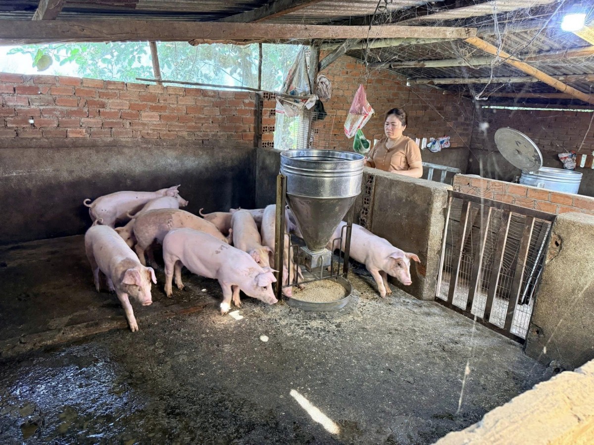 Người dân tộc mường Bùi Thị Dược phát triển kinh tế bằng nuôi thỏ