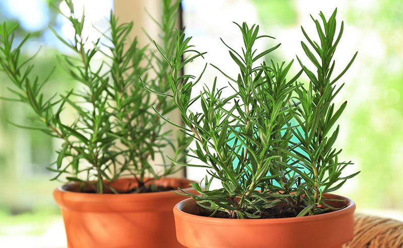 3 cây trồng trong nhà đuổi muỗi hiệu quả- Ảnh 1.