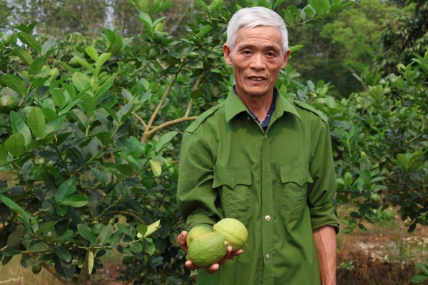 Trồng cây chanh vàng Mỹ: Hướng đi mới giúp nông dân làm giàu