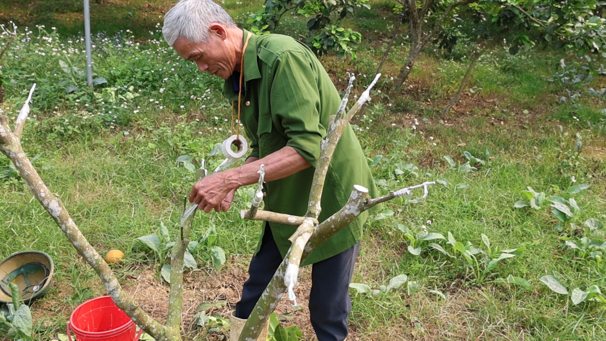 Hàng ngày ông Toản sẽ tiến hành ghép cây chanh vàng MỸ  vào các gốc bưởi diễn trưởng thành. 