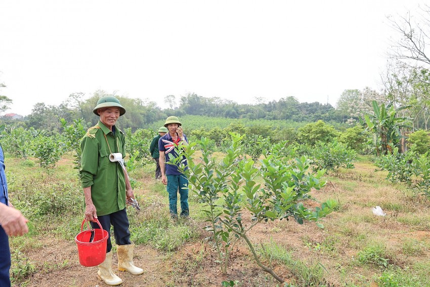 Mô hình cây cchanhvangf ỹ của gia đình ông Toản được nhiều người dân gần xa đến học tập kinh nghiệm. 
