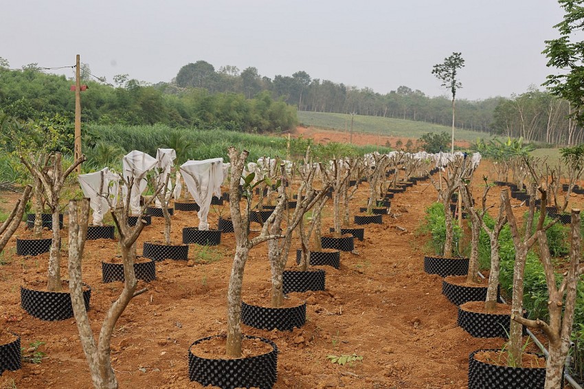 Những gốc bưởi sẽ được ghép trồng cây chanh vàng Mỹ. 