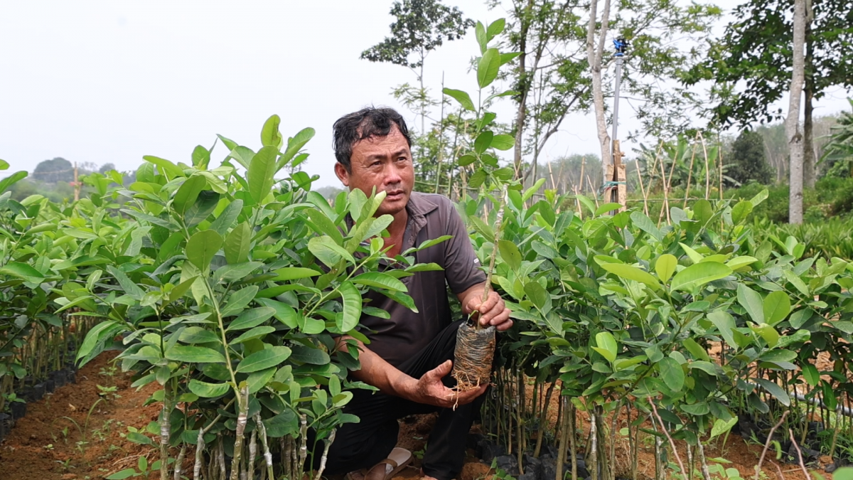 Hộ gia đình anh Tiến đang tích cực nhân giống cây chanh vàng Mỹ để trồng trên diện tích dứa không cho hiệu quả kinh tế cao. 