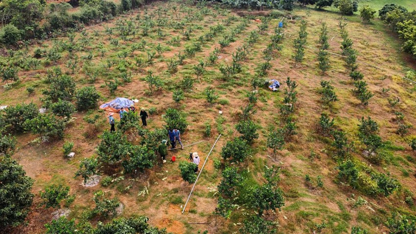 Nhiều hộ dân tại xã Cẩm Tân đang chuyển đổi các cây trồng truyền thống sang trồng cây chanh vàng Mỹ cho hiệu quả kinh tế cao. 