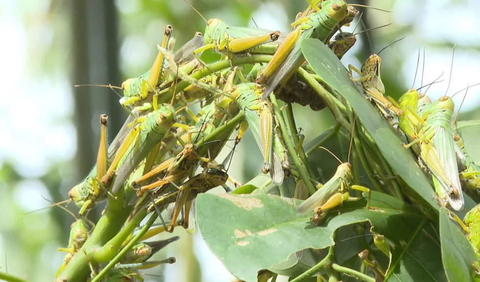 Quảng Trị: Triển khai các biện pháp phòng, chống châu chấu tre phá hoại cây trồng