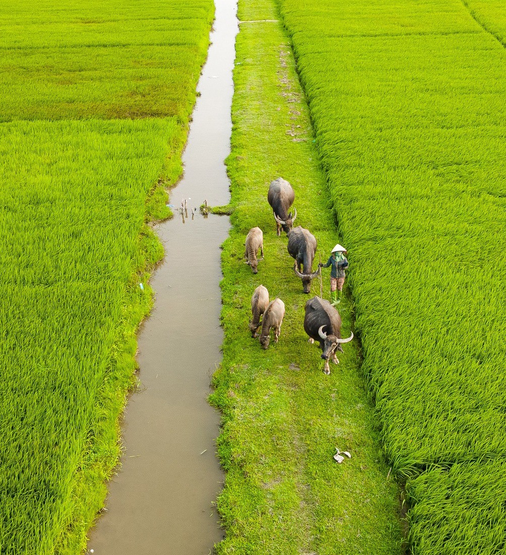 Du lịch gắn với nông nghiệp hữu cơ và làng quê truyền thống sẽ góp phần nâng cao giá trị nông sản và quảng bá hình ảnh Huế