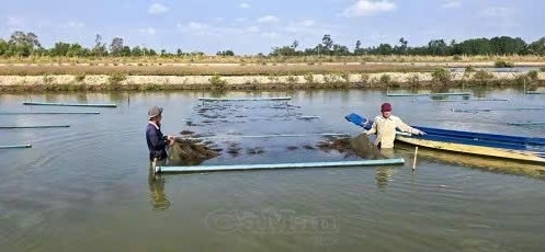 Tín hiệu tích cực từ trồng rong câu Thái kết hợp nuôi tôm