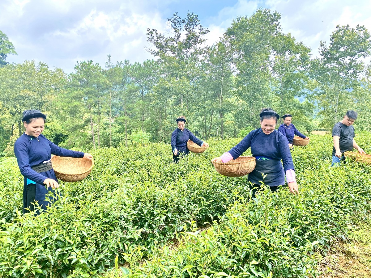 Cao Bằng: Hỗ trợ 3,6 tỷ hỗ trợ nông dân phát triển sản xuất, kinh doanh nông sản, thực phẩm an toàn