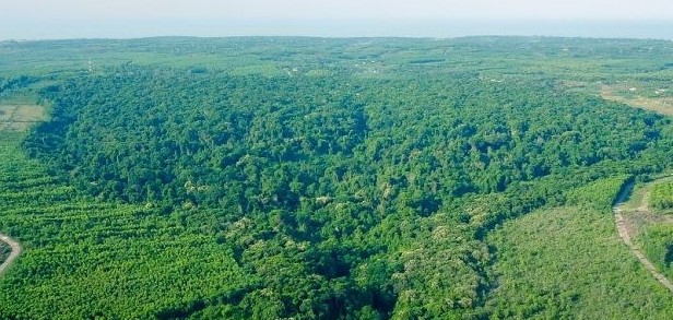 Quảng Trị: Tiến hành trồng rừng thay thế năm 2026 với tổng kinh phí hơn 37,647 tỷ đồng