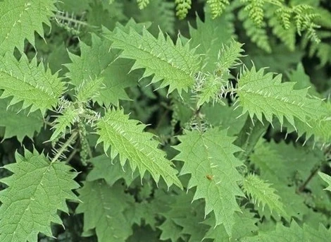 Tác dụng của cây tầm ma đối với sức khỏe và đời sống