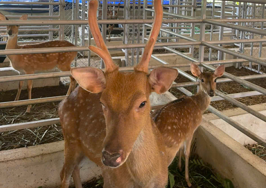 Đàn hươu sao tại Phước Chánh (TP Đà Nẵng) sinh trưởng ổn định, cho nhung.