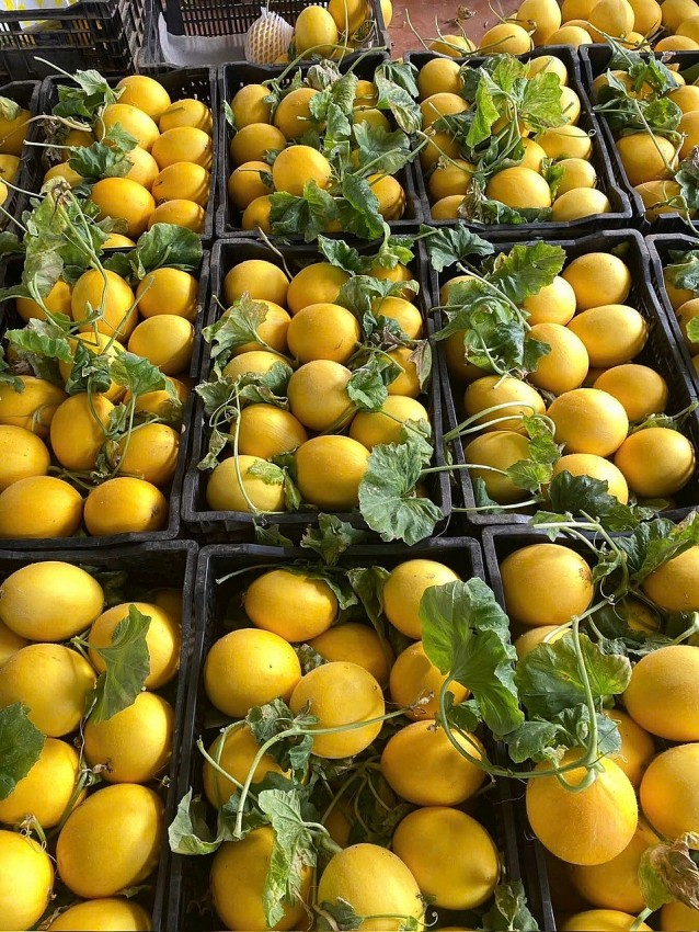 “Cánh tay nối dài” của tín dụng chính sách: Nhiều nông dân được thụ hưởng từ nguồn vốn vay ủy thác