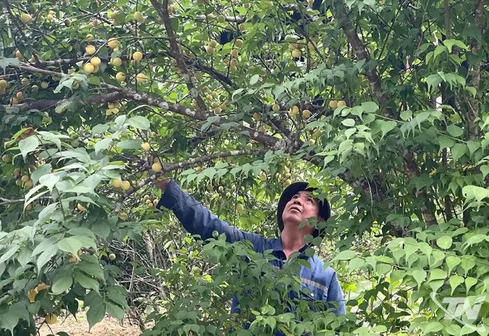 Cây mơ vàng hồi sinh trên đất khó