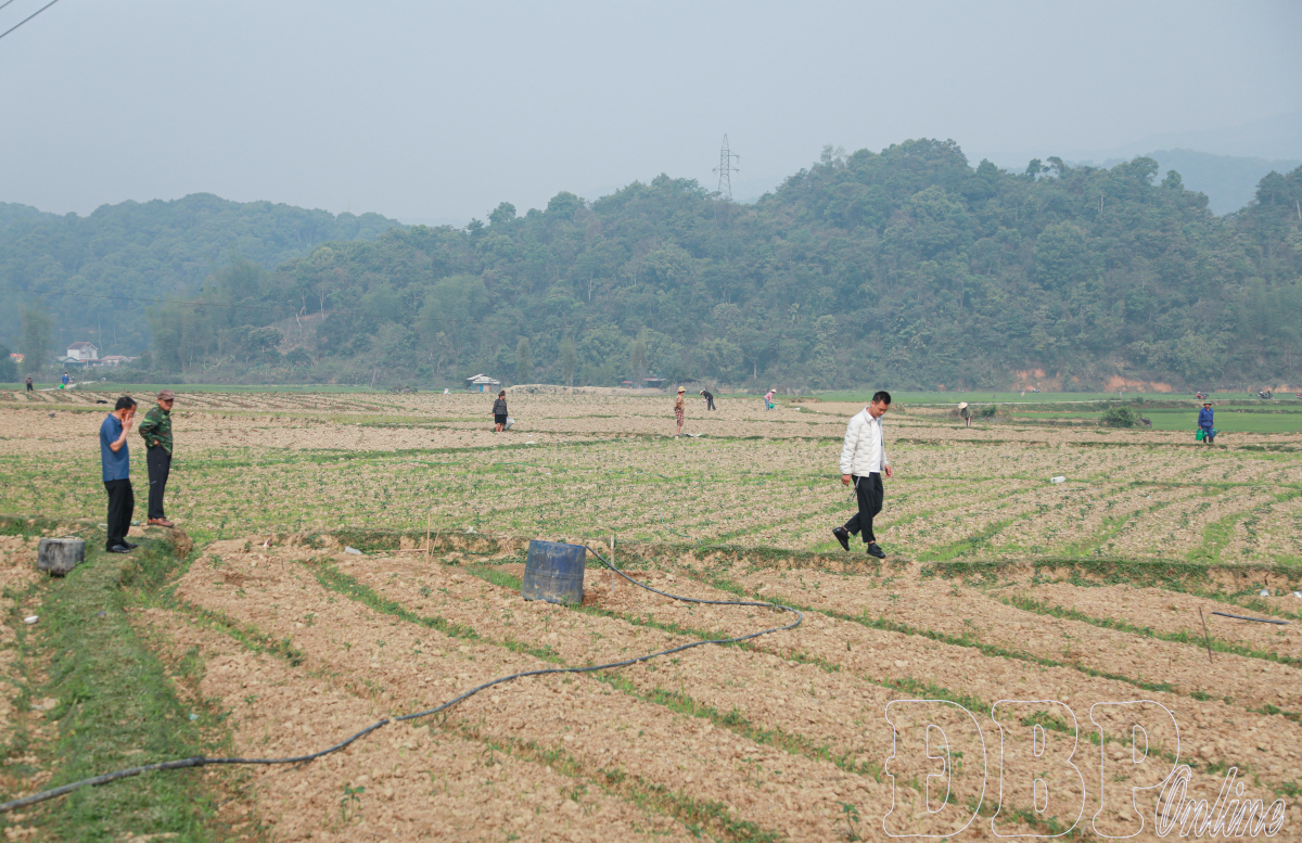 Trồng rau trên đất lúa một vụ