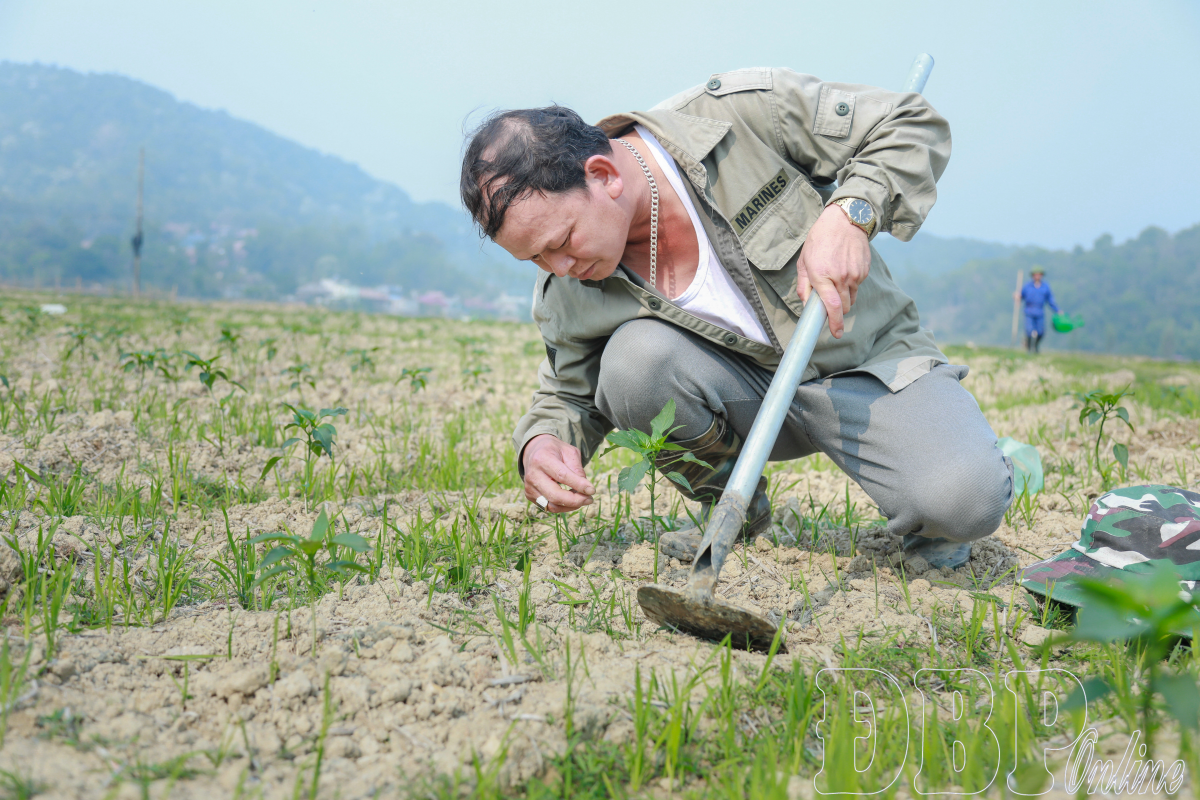 Trồng rau trên đất lúa một vụ