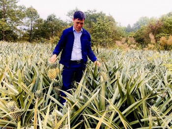 Bạch Đằng ngát thơm mùa dứa chín