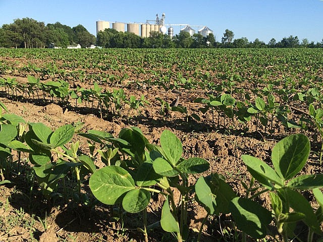 Trồng đậu tương muộn: Điều chỉnh kỹ thuật để giảm thiểu rủi ro năng suất