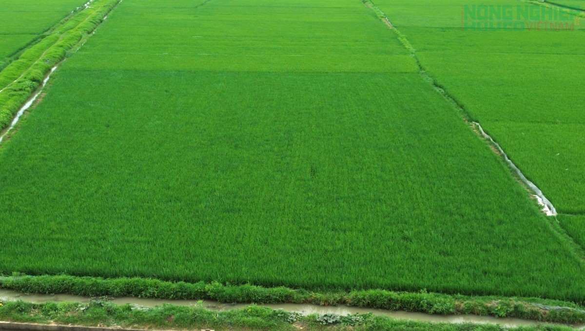 Nghệ An: Khắc phục khó khăn để vụ Hè Thu - Mùa năm 2026 đạt hiệu quả