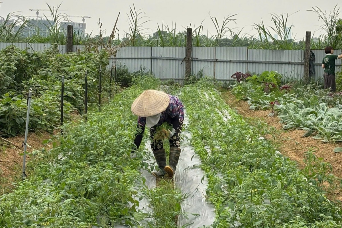 NIFAM góp phần thúc đẩy môi trường thực phẩm sạch tại Hà Nội