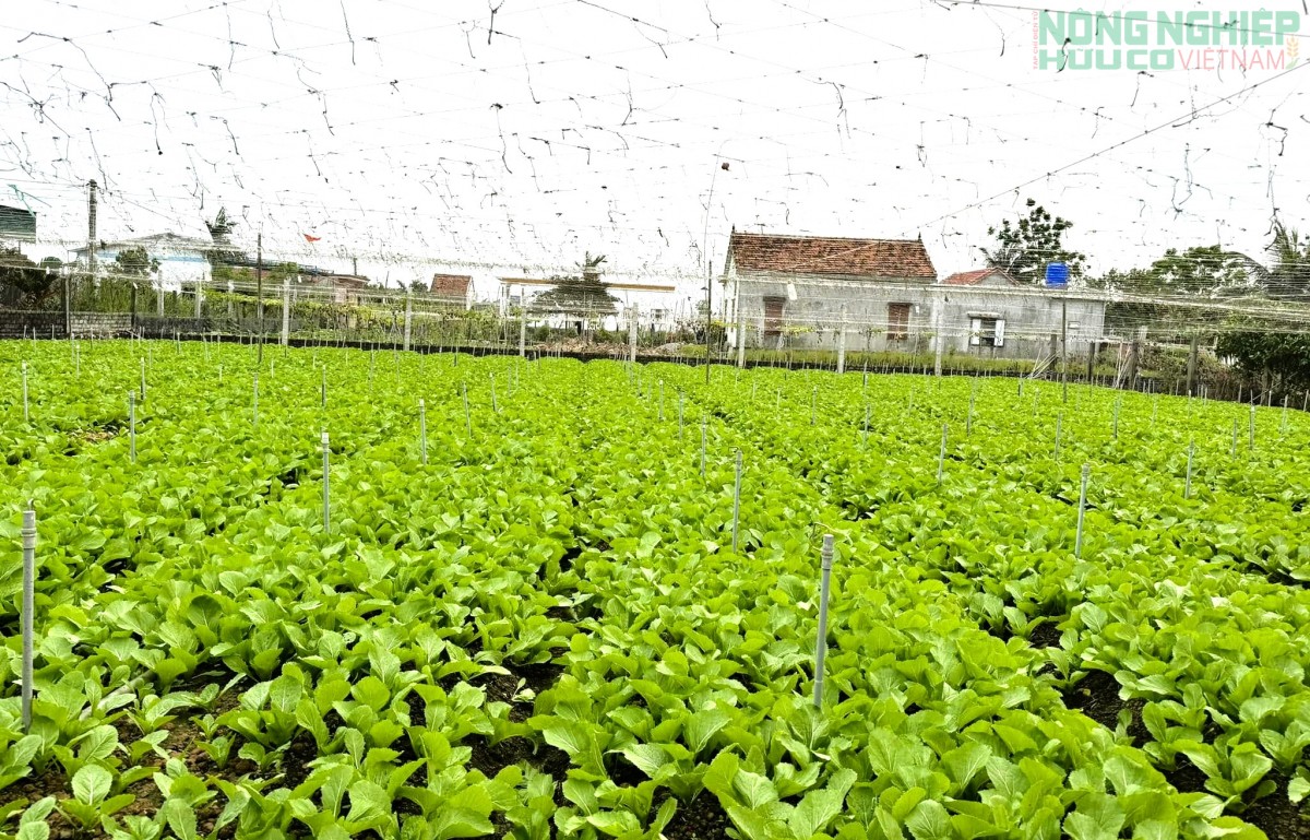 Nghệ An: Khắc phục khó khăn để vụ Hè Thu - Mùa năm 2026 đạt hiệu quả