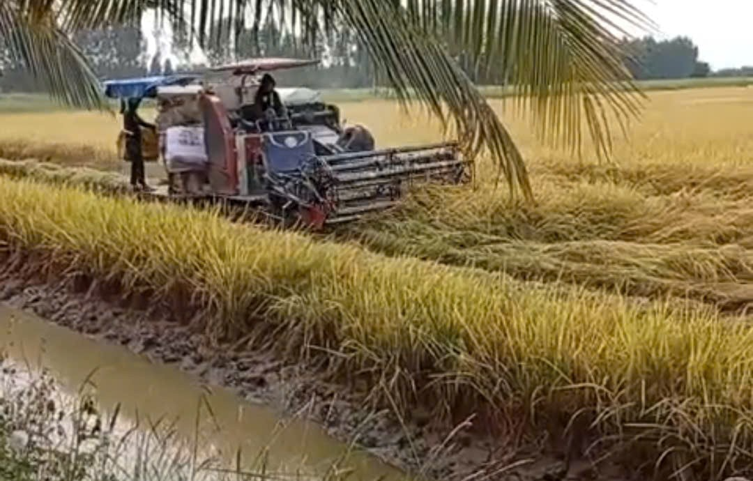 Quản lý dinh dưỡng chính xác giúp lúa ĐBSCL rẻ và sạch hơn