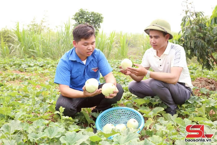 Nâng cao hiệu quả cây dưa lê nhờ áp dụng tưới nhỏ giọt