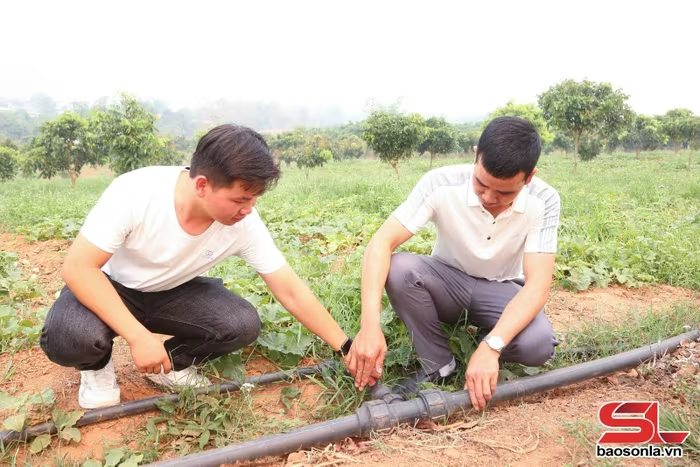 Nâng cao hiệu quả cây dưa lê nhờ áp dụng tưới nhỏ giọt