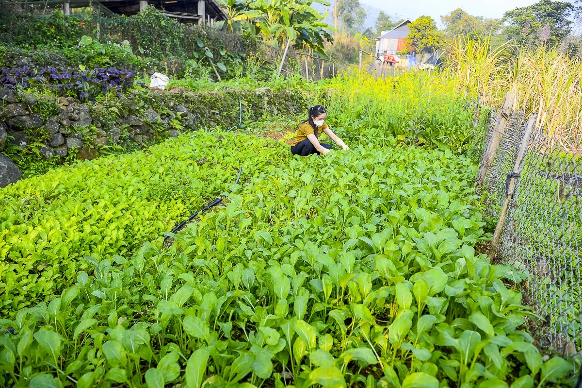 Du lịch xanh cần “chuẩn hóa” thực phẩm sạch