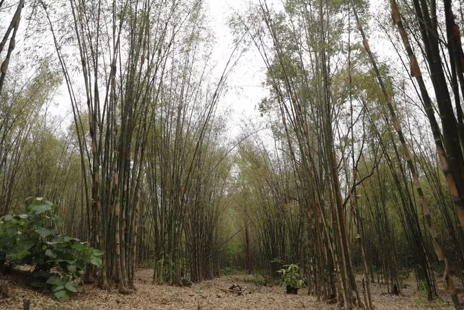 Trồng tầm vông mở lối thoát nghèo cho người dân vùng đất đồi khô hạn