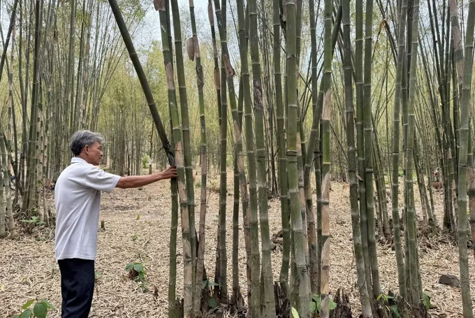 Trồng tầm vông mở lối thoát nghèo cho người dân vùng đất đồi khô hạn