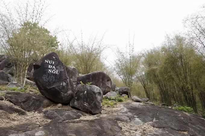 Trồng tầm vông mở lối thoát nghèo cho người dân vùng đất đồi khô hạn